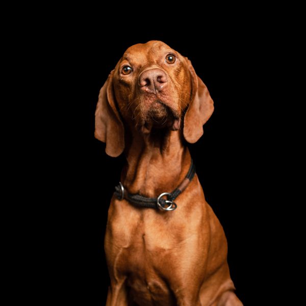 Marley, das Firmenmaskottchen der audiomarketeers